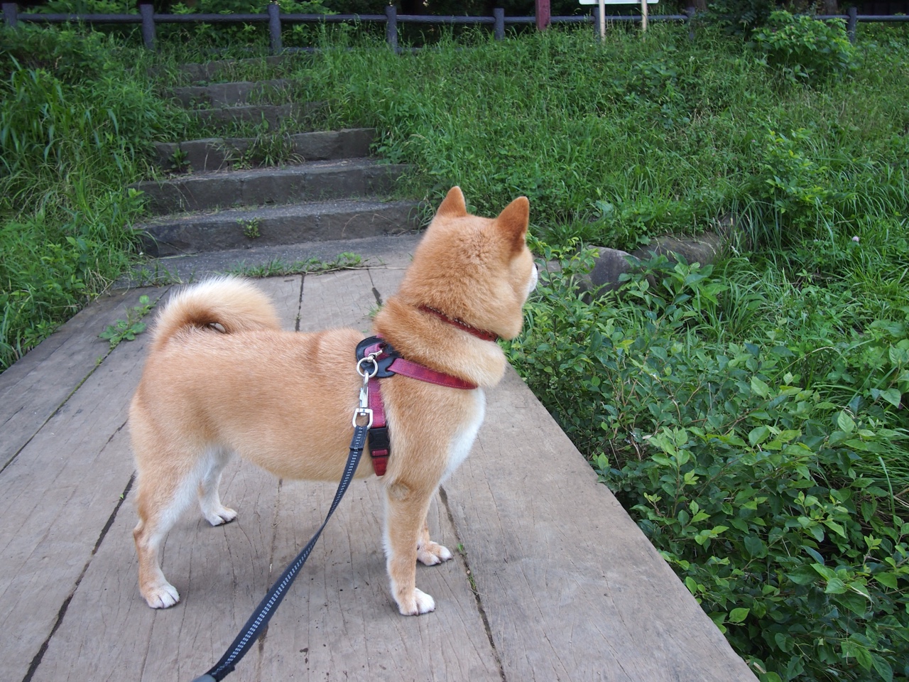 乐鱼体育登录-林丹强势反弹全运会，林丹全运会获几次冠军