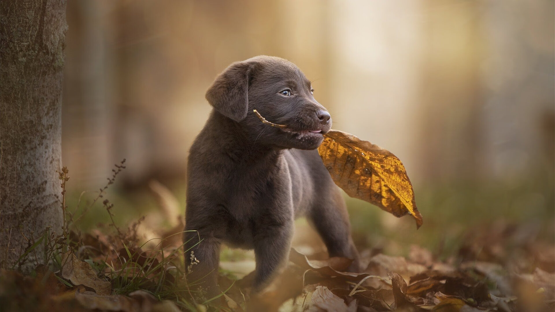 APP下载 LY Sports-格鲁吉亚女篮在欧洲锦标赛中表现出色，耀眼崭露头角，格鲁吉亚杯篮球