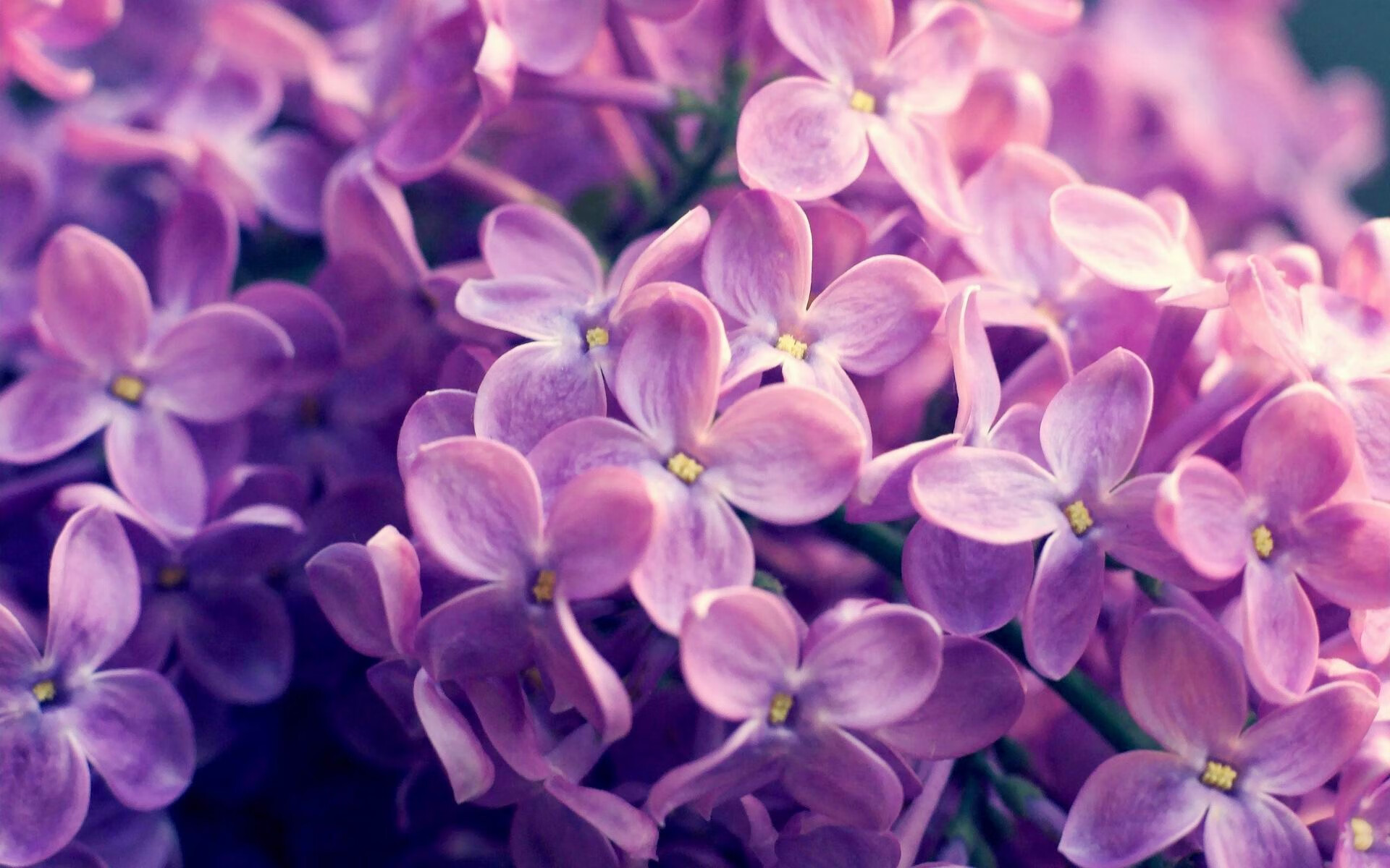 英超冲刺激烈：悬念持续升温，场场精彩！，英超争4