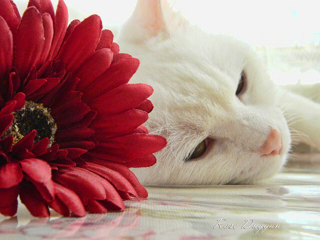 Leyu Sports (乐鱼体育)-足球运动及相关产业的数字化转型加速，行业升级进入快车道，足球产业政策